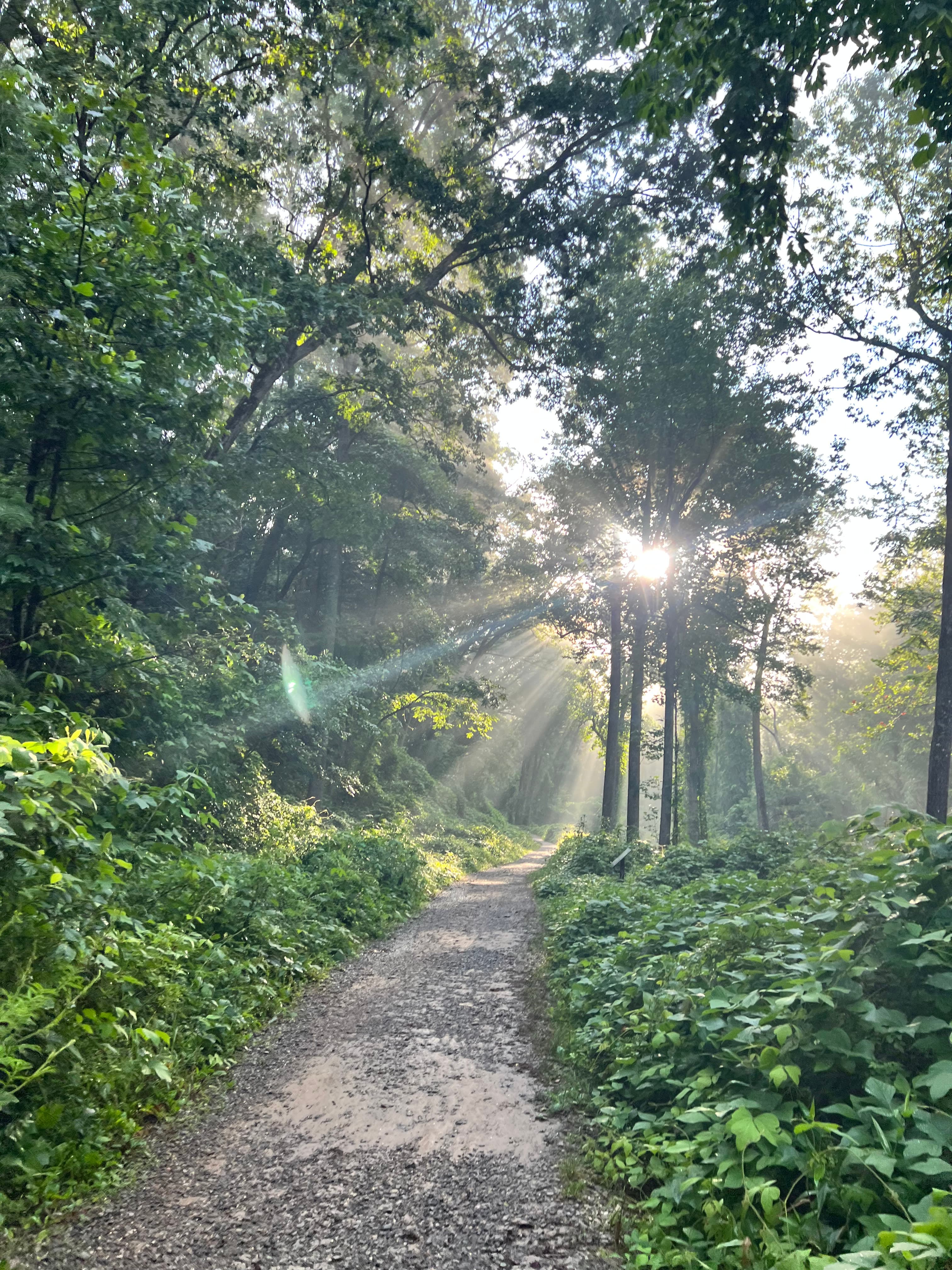 Bent Creek Forest in Asheville, NC